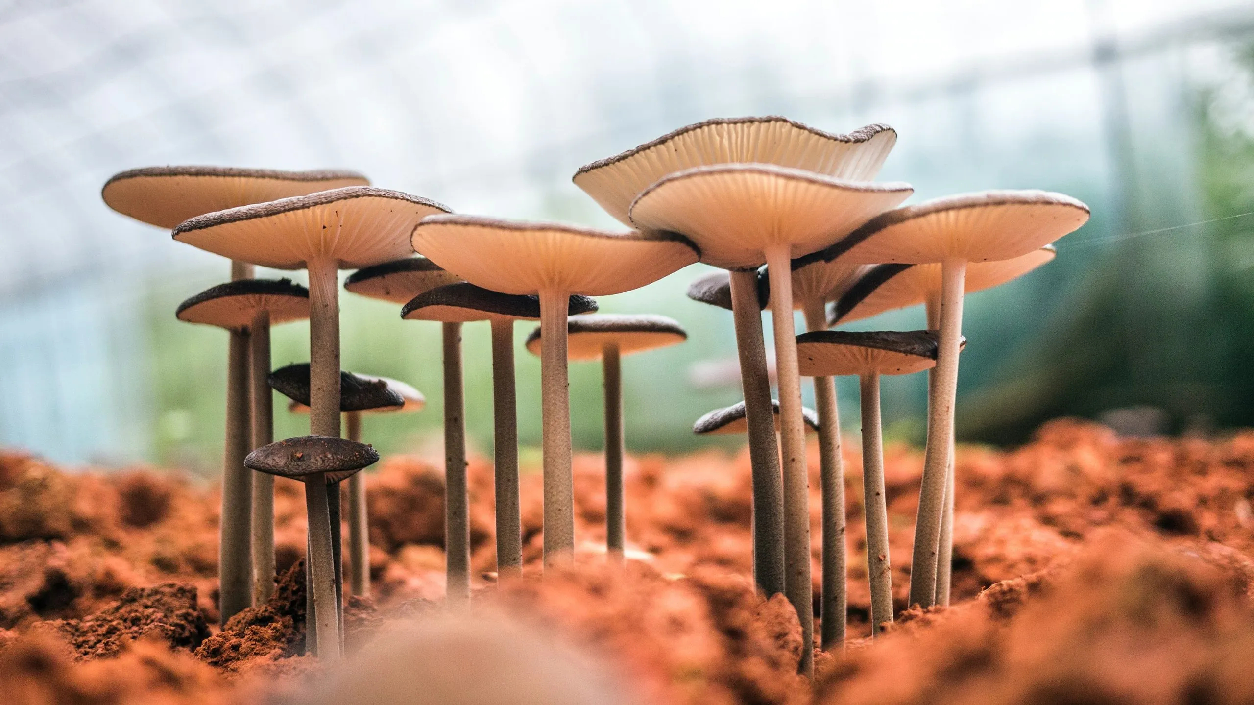 how mushrooms are changing the face of fashion